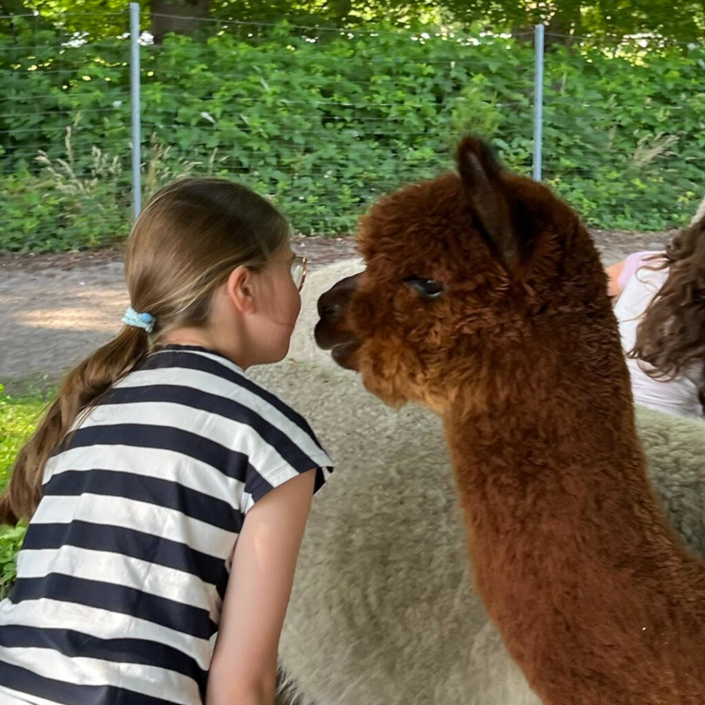 Besuch bei den Alpakas