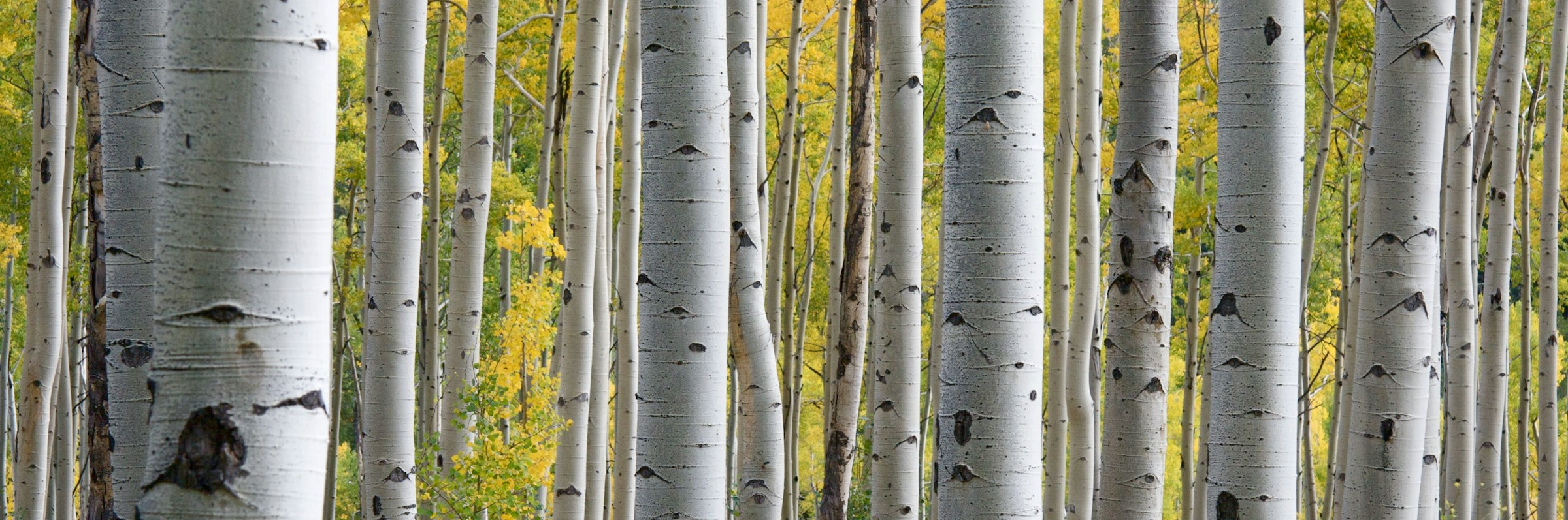 Buchbesprechung: Das Telefon in der Birke