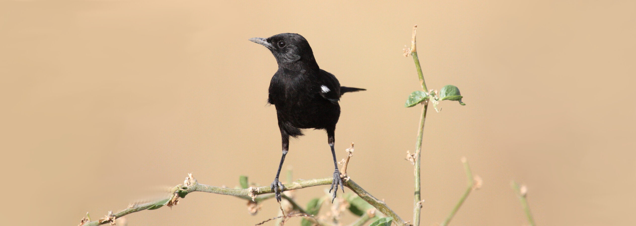 Der große schwarze Vogel – Stefanie Höfler